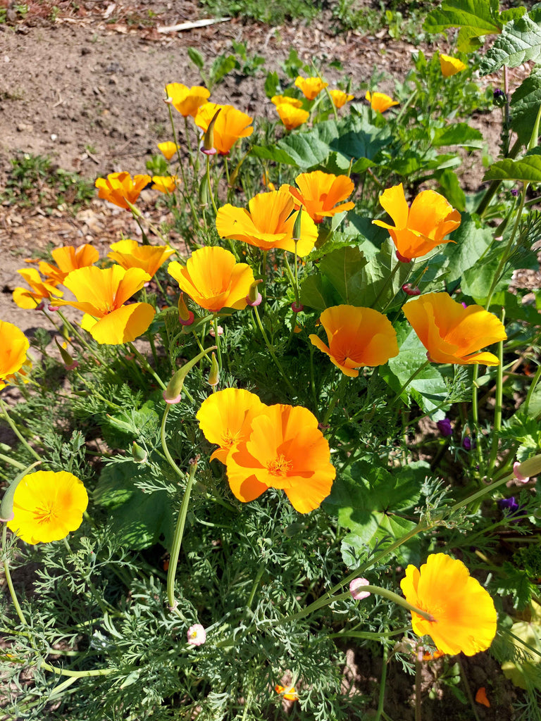 Guldvalmue / Klokken-fire-blomst - orange (eschscholtzia californica)