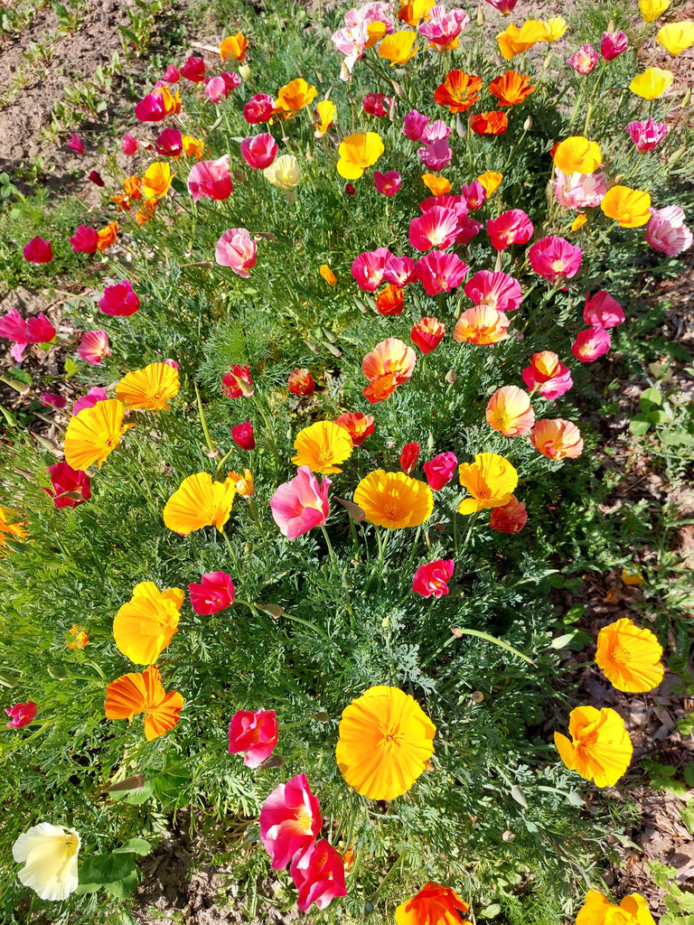 Guldvalmue / Klokken-fire-blomst - Blandede farver (eschscholtzia californica)
