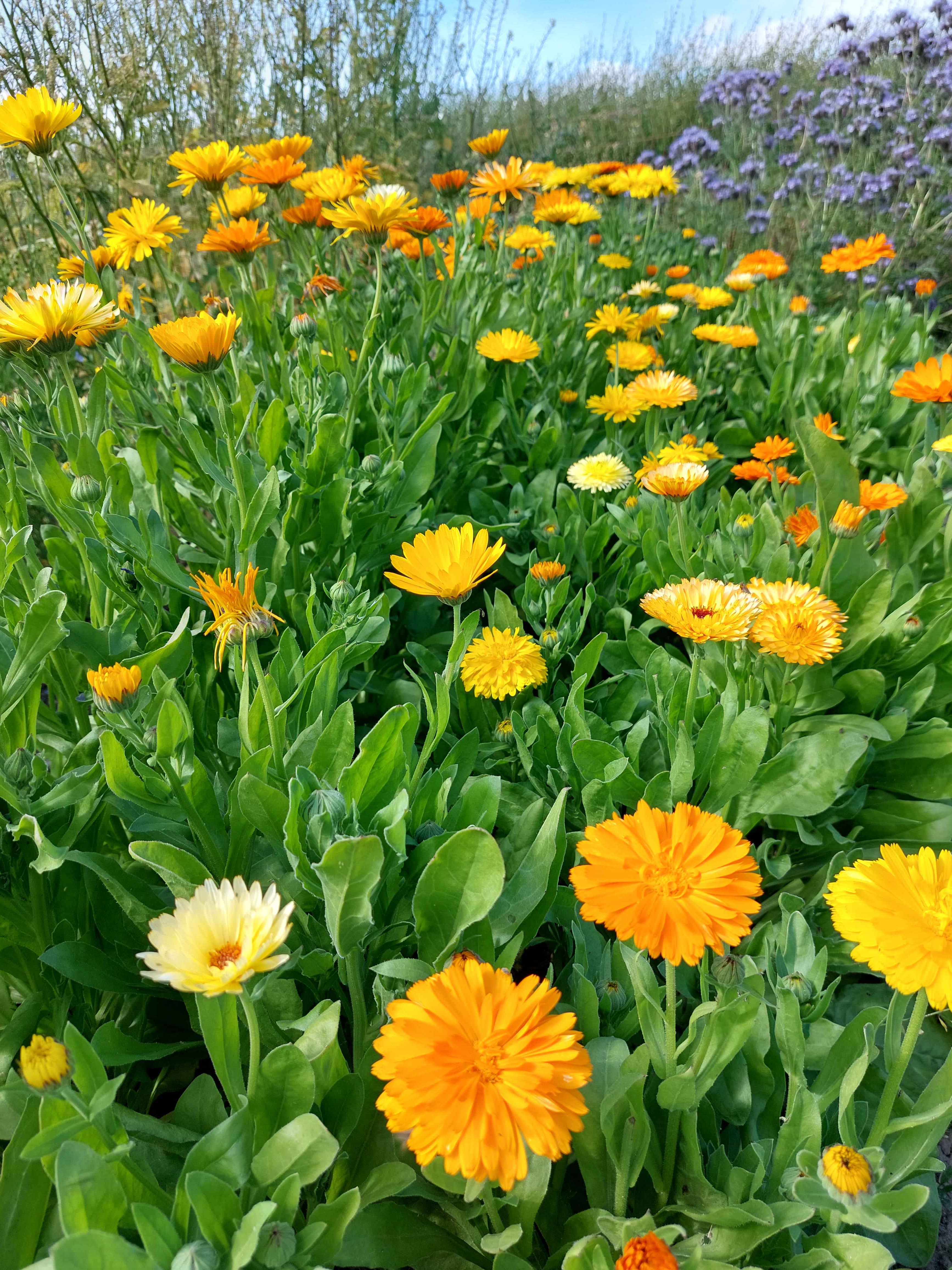 Pot marigold store