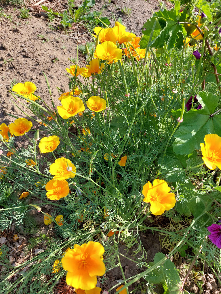 Guldvalmue / Klokken-fire-blomst - orange (eschscholtzia californica)