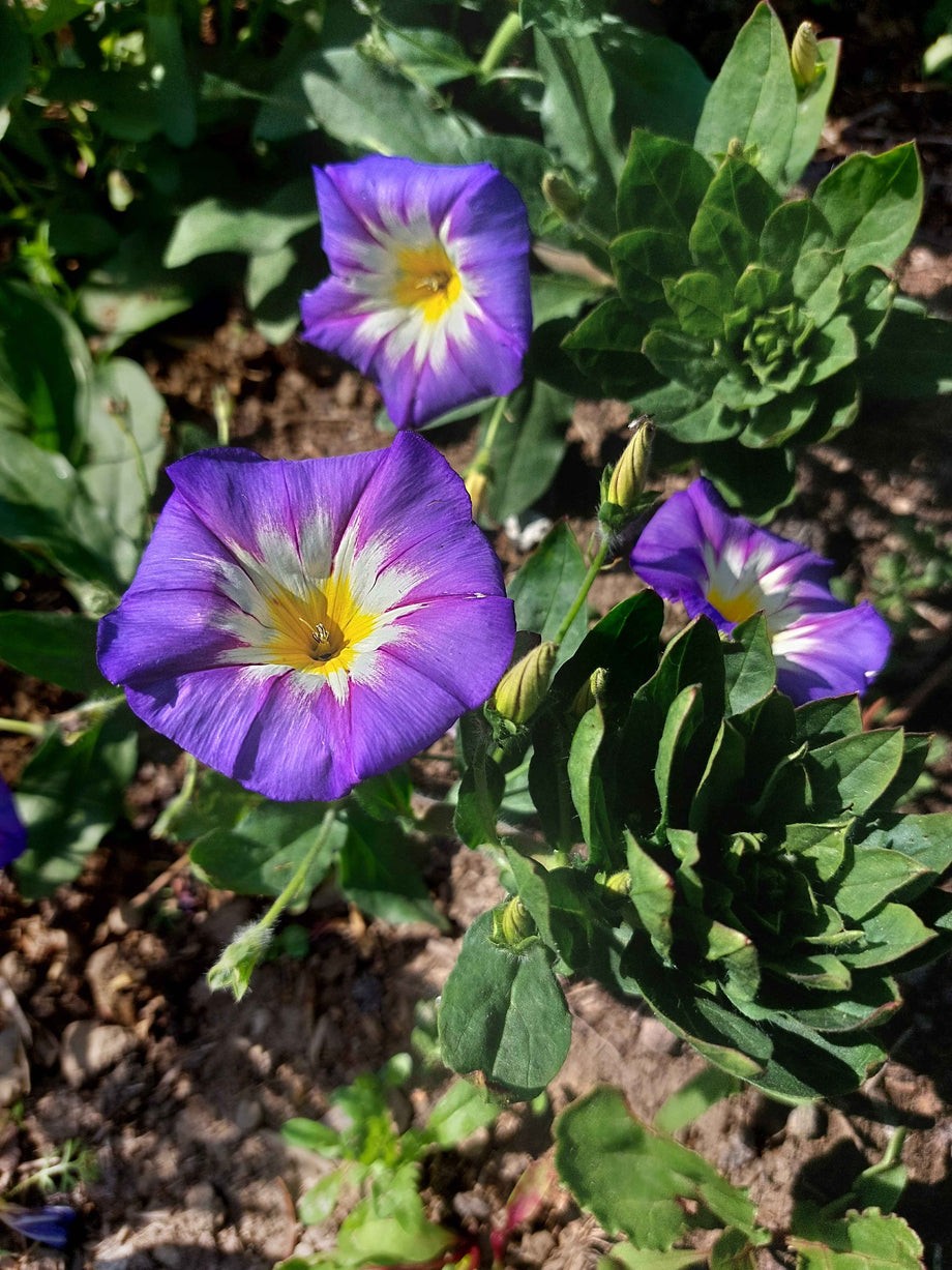 Dwarf morning glory Convolvulus tricolor