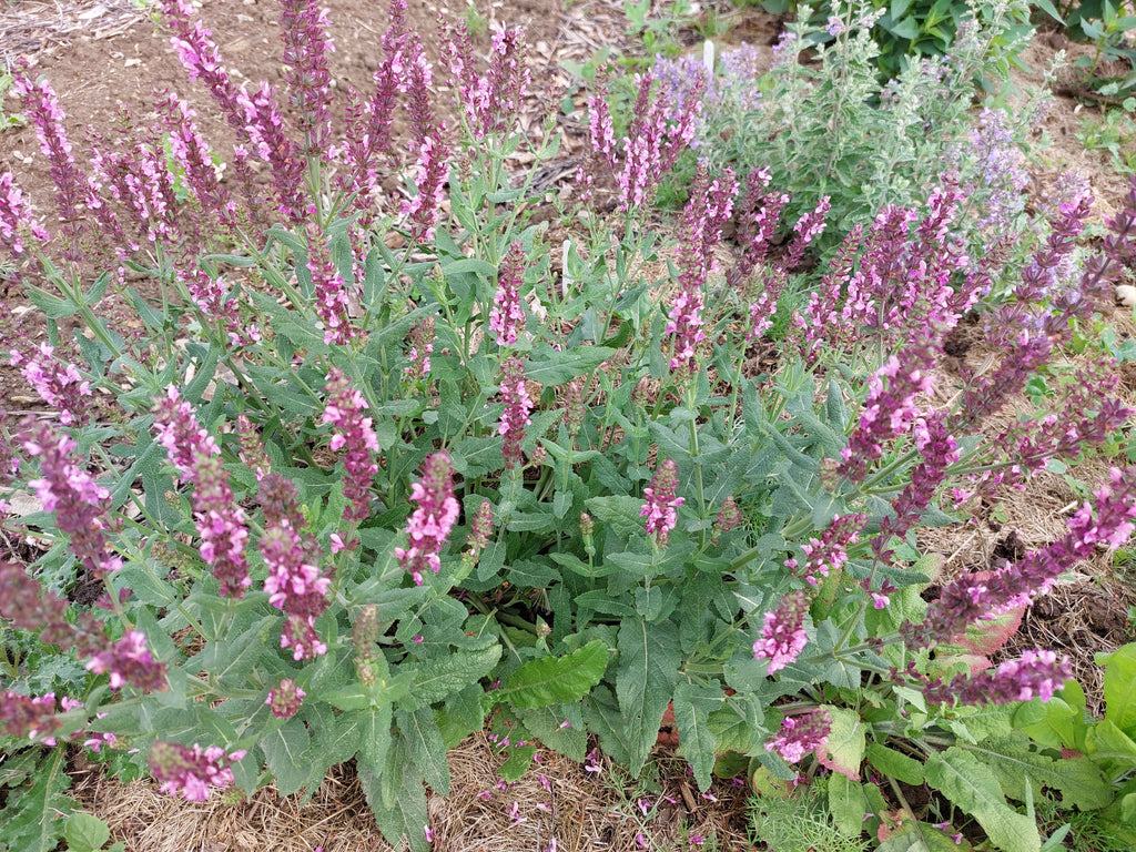 Småblomstret staudesalvie mix (Salvia nemorosa)