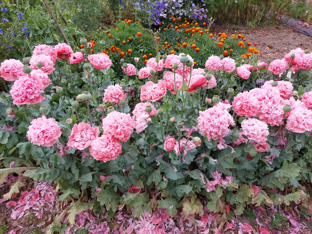 Pæonvalmue (Papaver)