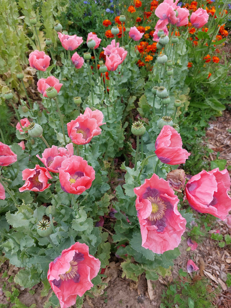 Valmue - Stor lyserød (Papaver)