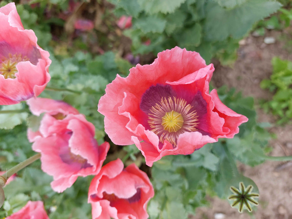 Valmue - Stor lyserød (Papaver)