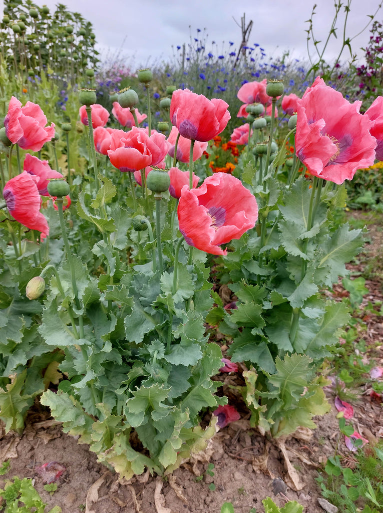 Valmue - Stor lyserød (Papaver)