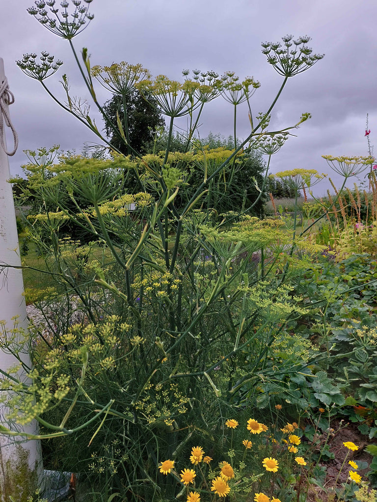 Vild fennikel (Foeniculum vulgare)