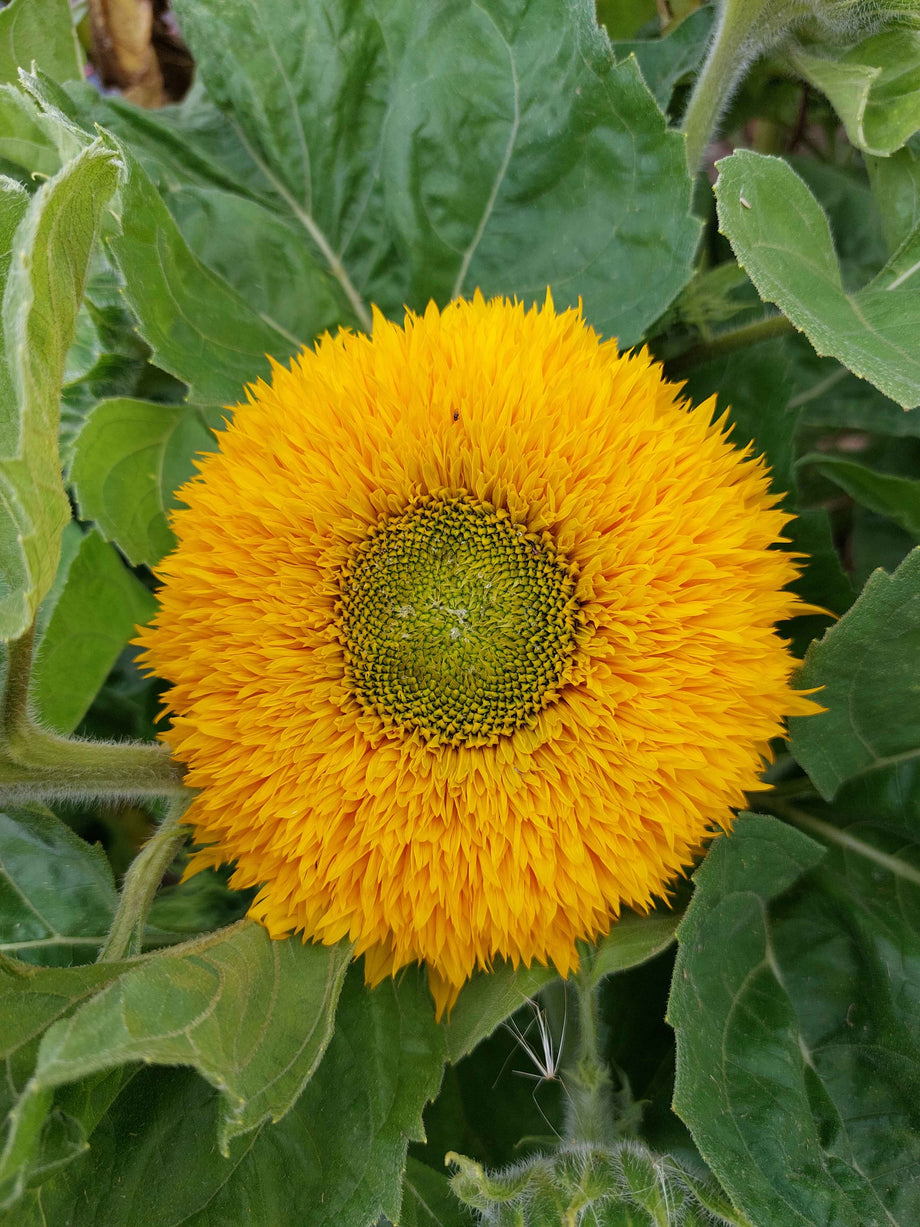 Lindelyst Sunflower annuus) (Helianthus – mix