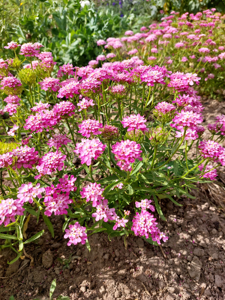 Sløjfeblomst (Iberis)