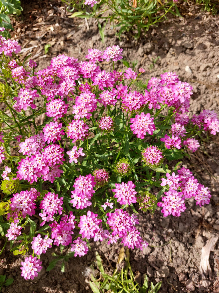 Sløjfeblomst (Iberis)