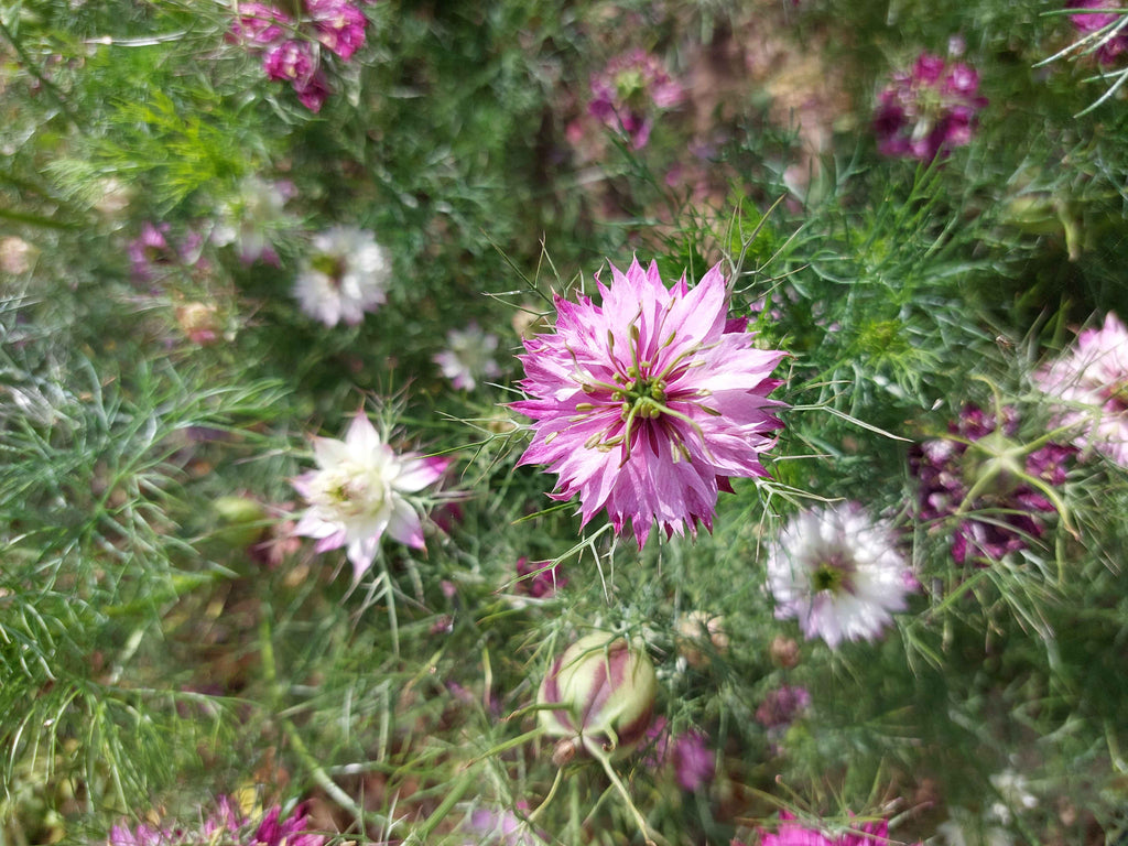 Jomfru i det grønne - Lilla og hvid (Nigella damascena)