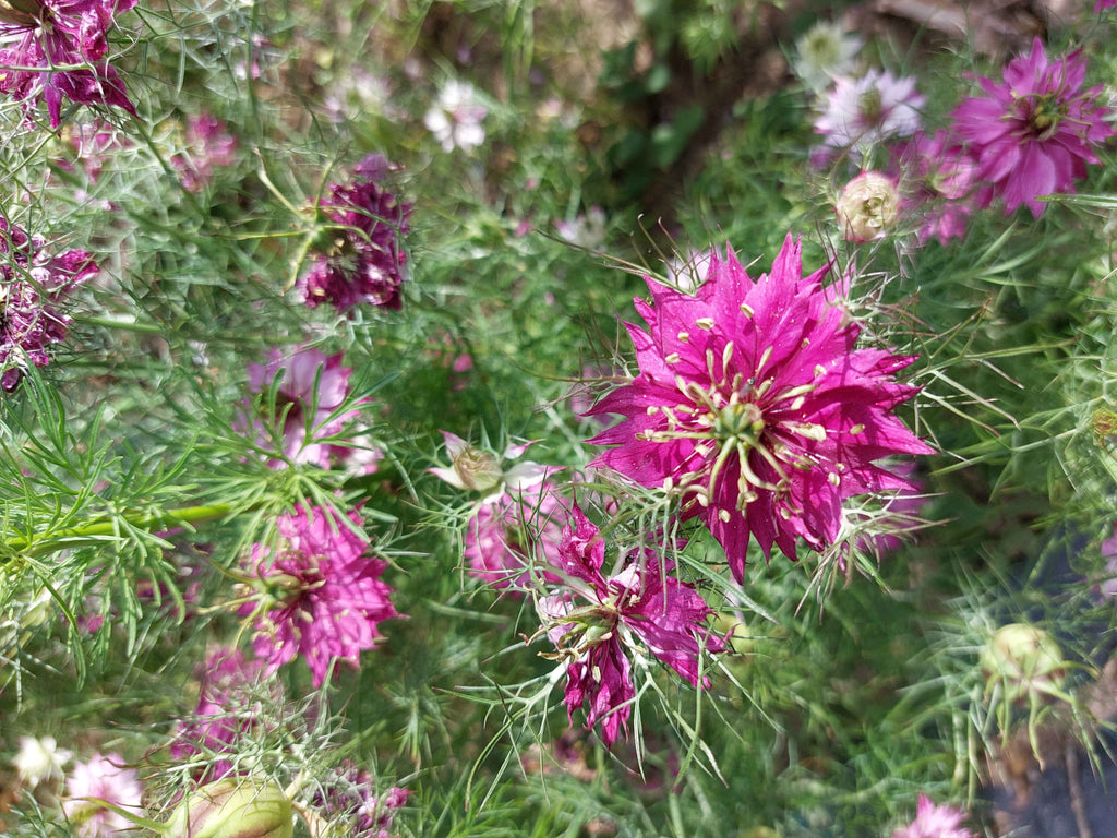 Jomfru i det grønne - Lilla og hvid (Nigella damascena)