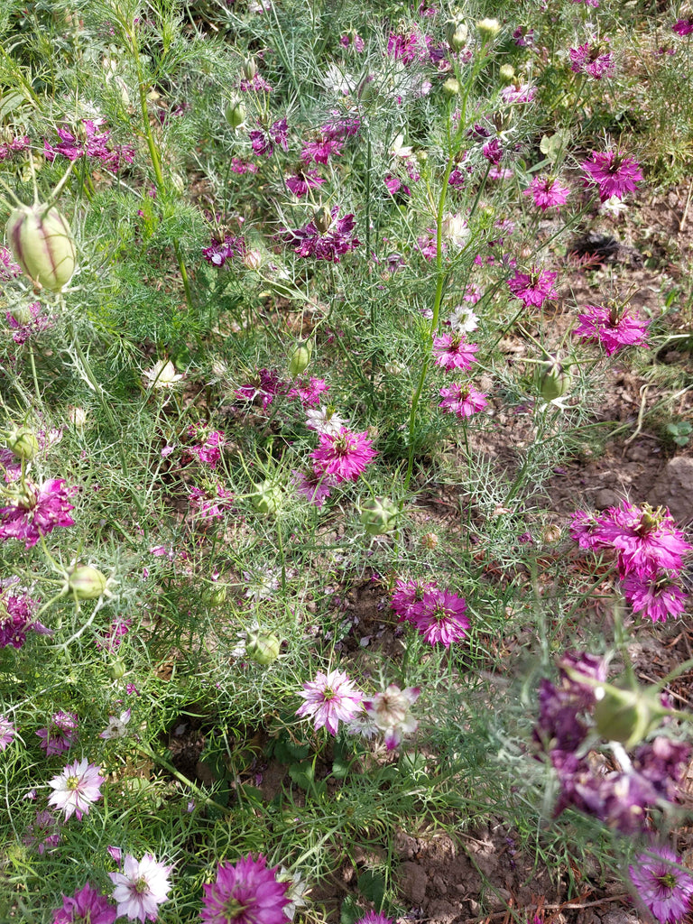 Jomfru i det grønne - Lilla og hvid (Nigella damascena)