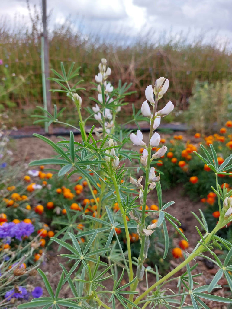 Smalbladet lupin (Lupinus angustifolius)