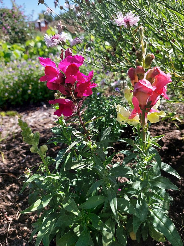 Haveløvemund (Antirrhinum majus)