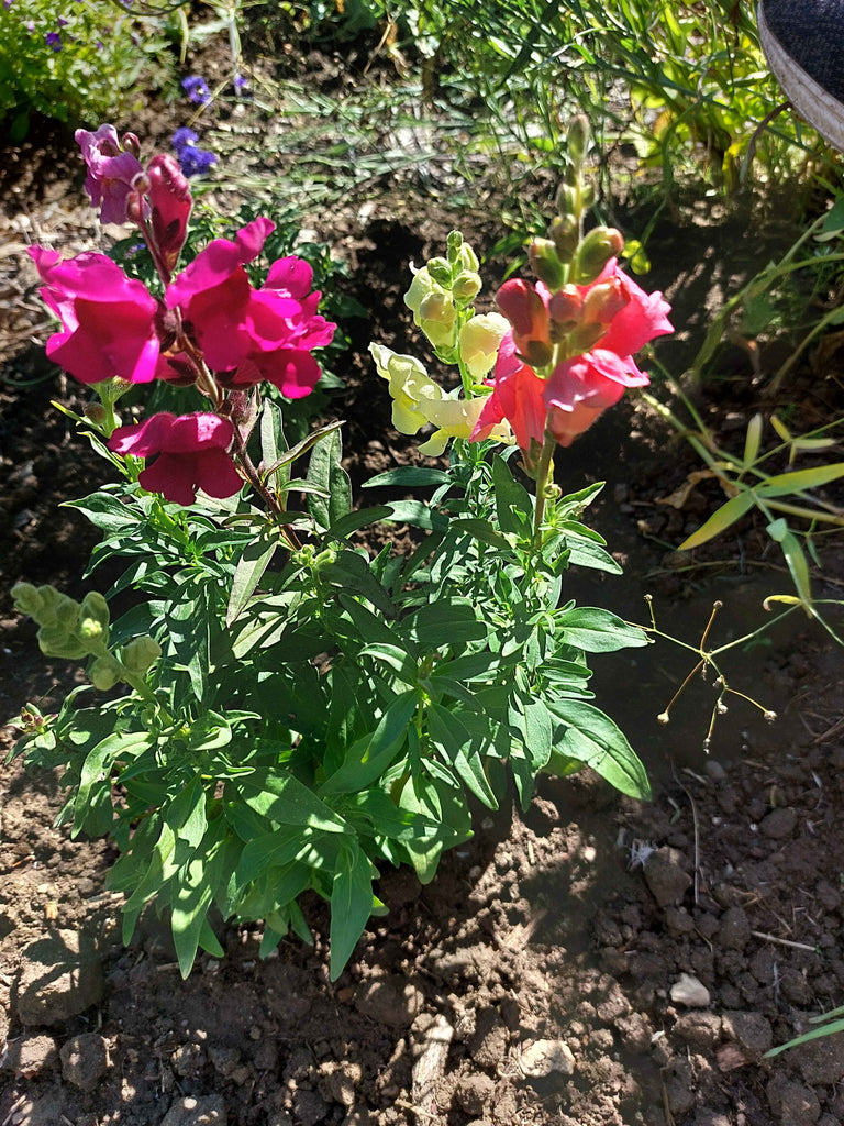 Haveløvemund (Antirrhinum majus)