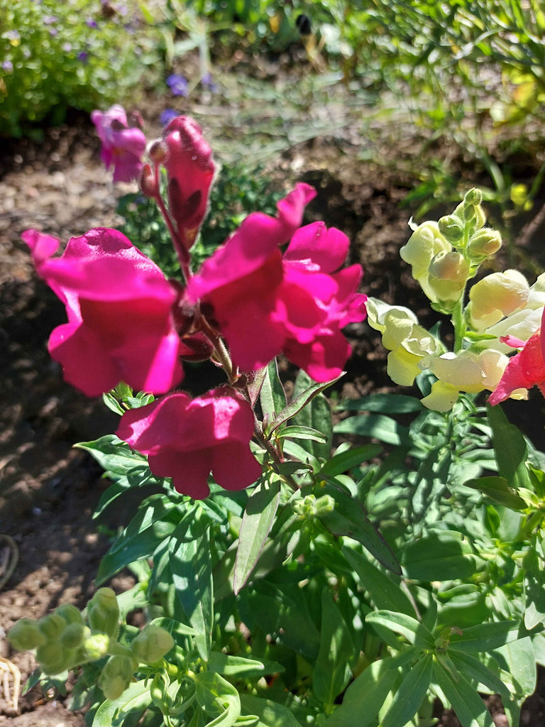 Haveløvemund (Antirrhinum majus)