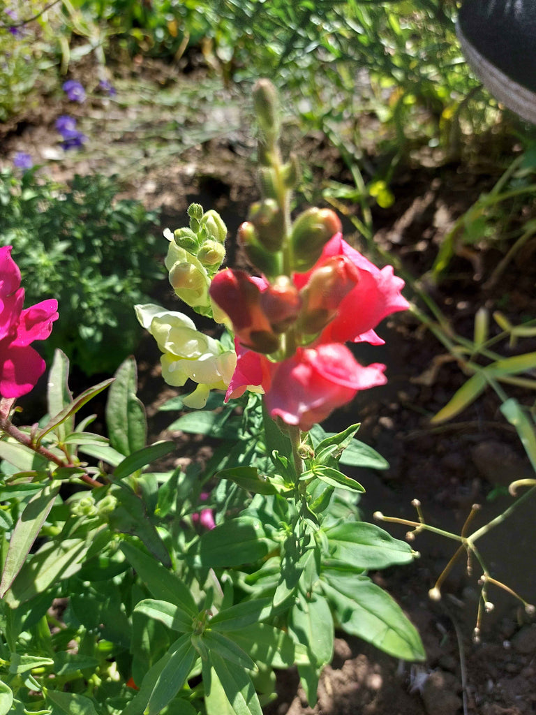 Haveløvemund (Antirrhinum majus)