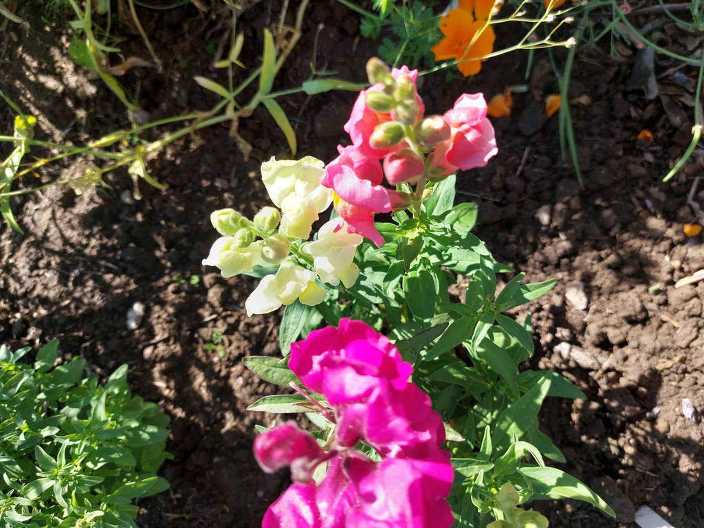 Haveløvemund (Antirrhinum majus)