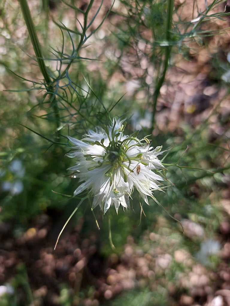 Jomfru i det grønne - Lilla og hvid (Nigella damascena)