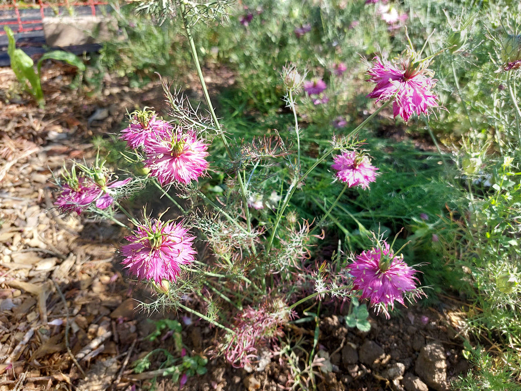 Jomfru i det grønne - Lilla og hvid (Nigella damascena)