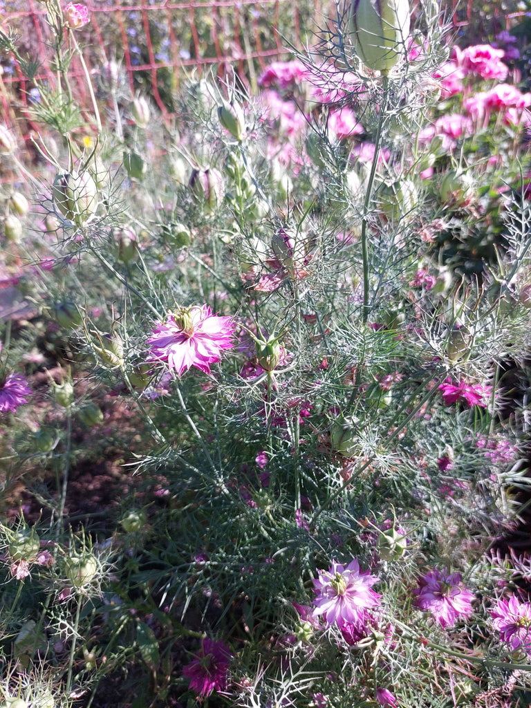 Jomfru i det grønne - Lilla og hvid (Nigella damascena)