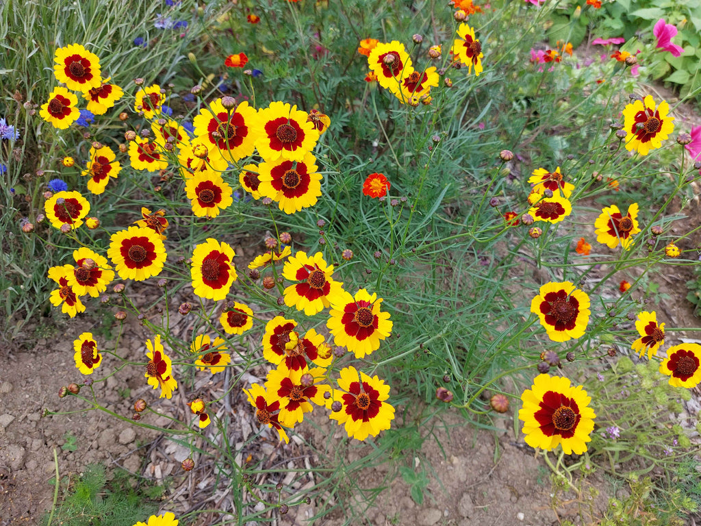 Skønhedsøje (Coreopsis)