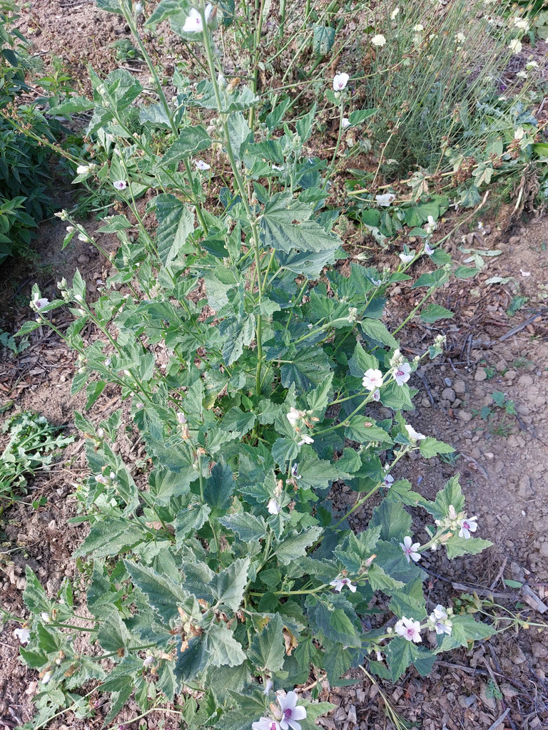 Lægestokrose (Althaea officinalis)