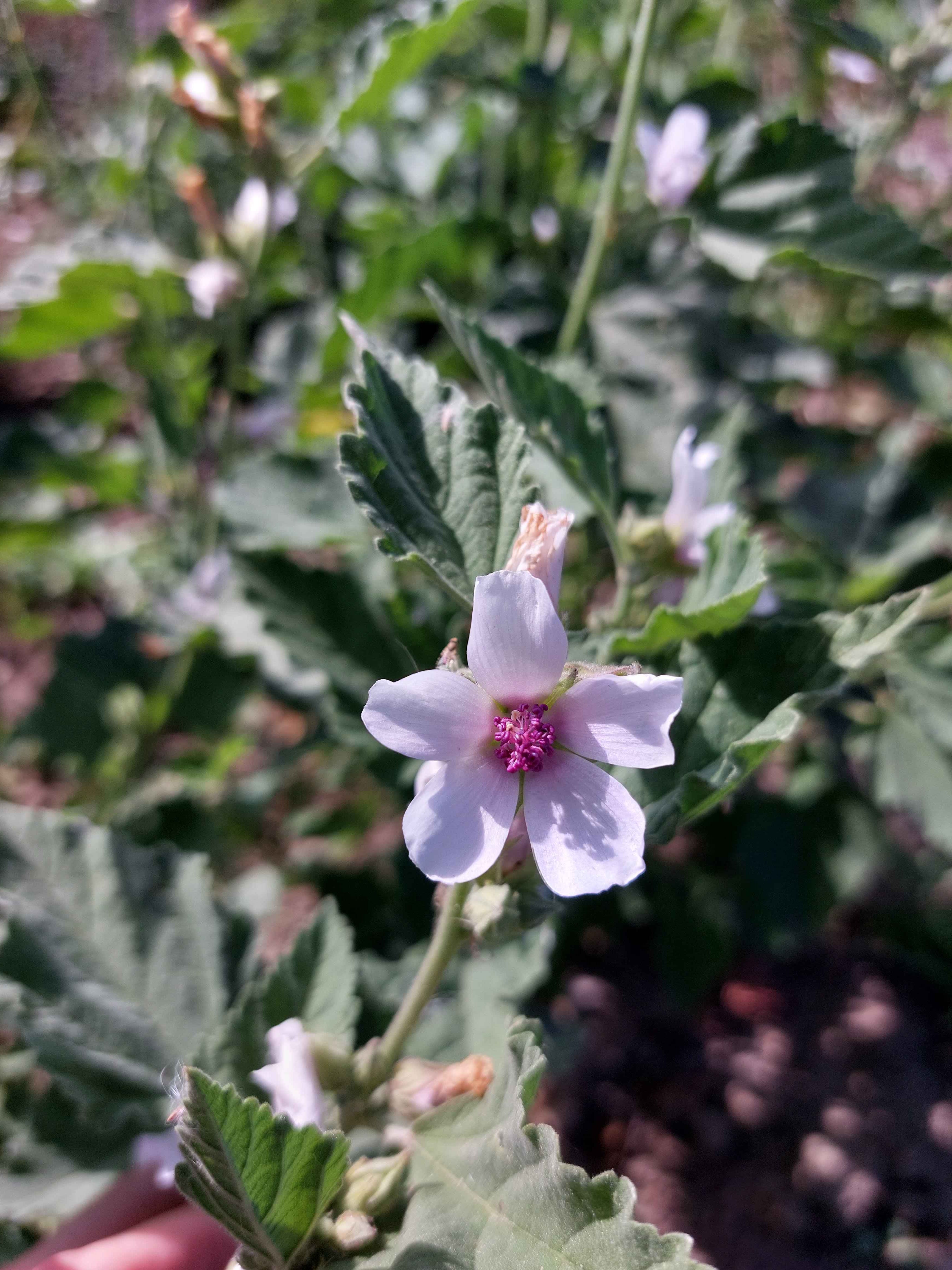 Satin flower (Godetia grandiflora) – Lindelyst