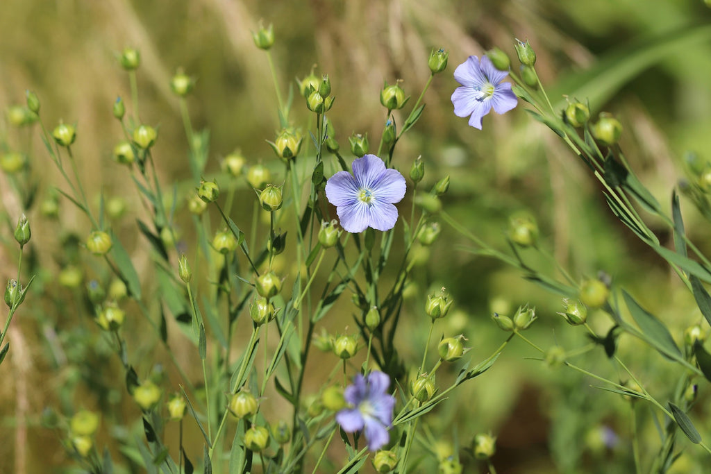 Hør (Linum)