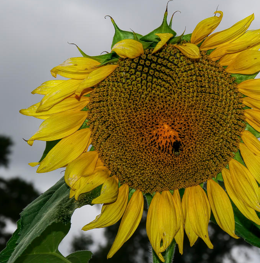 Solsikkemix (Helianthus annuus)