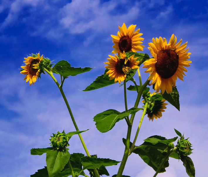 Solsikkemix (Helianthus annuus)